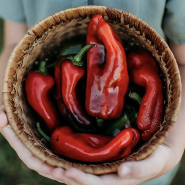 Tolli's Sweet Italian, Pepper Seeds Urban Farmer